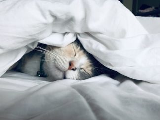 DreamVeil Masque Sommeil